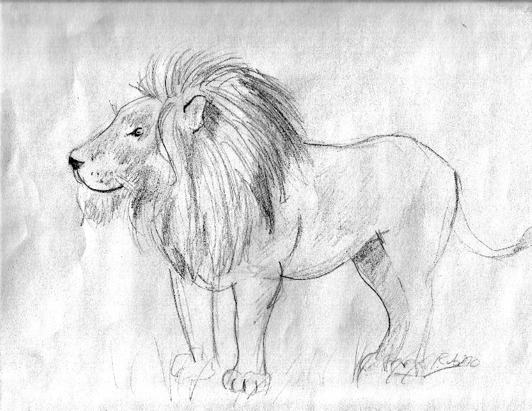 lion2.jpeg